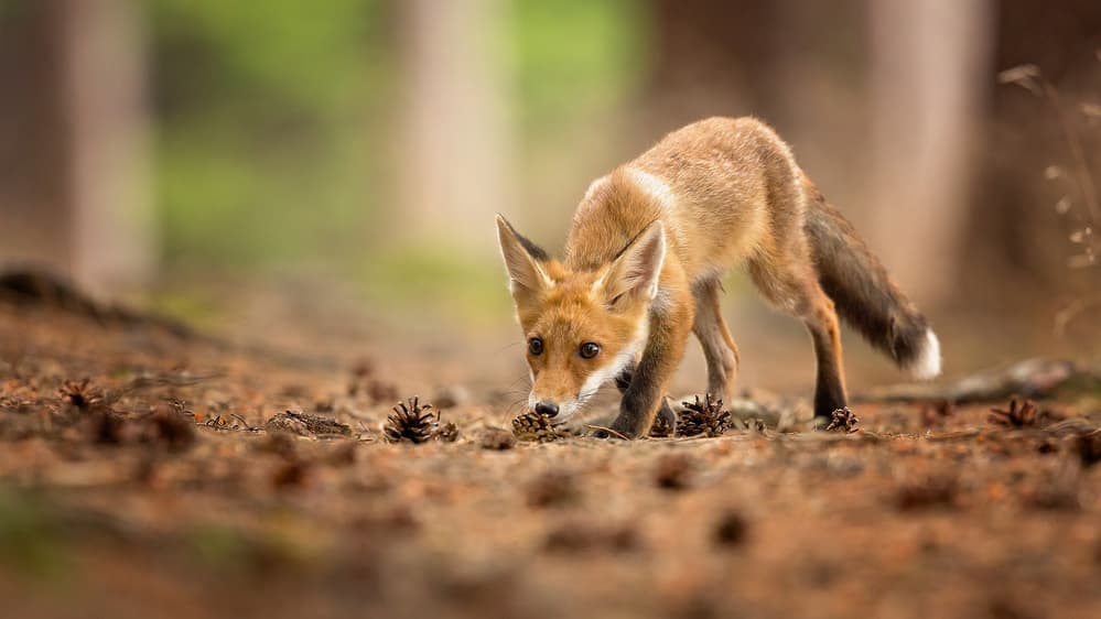 Curious Fox Cub by Milan Zygmunt — canvas wall art