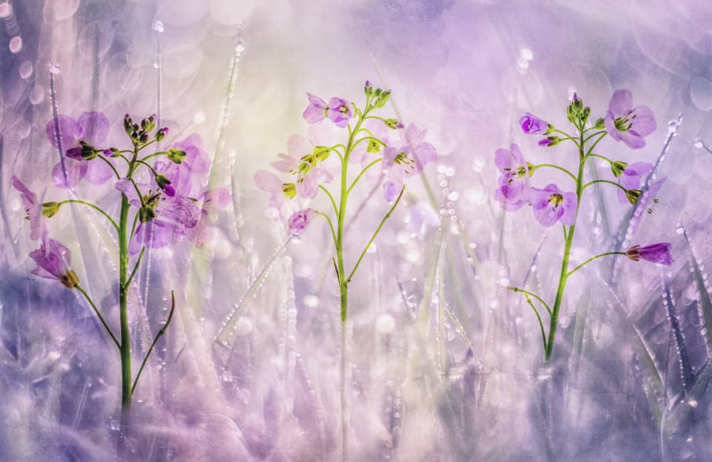 Dewy Purple Wildflowers by Hilda van der Lee — canvas wall art