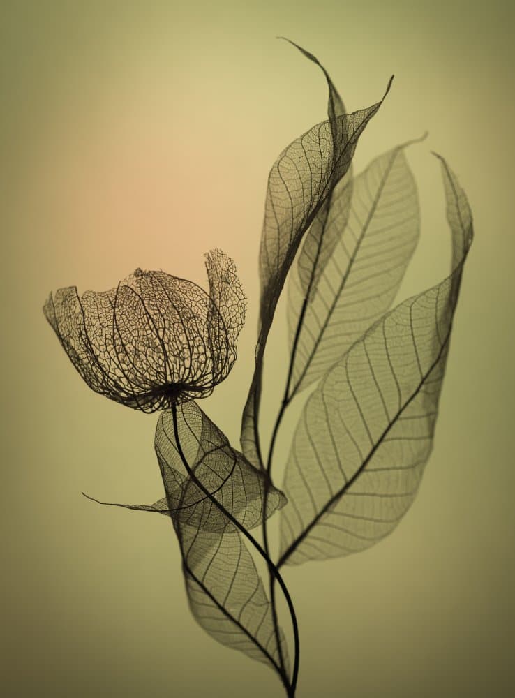 Ethereal Skeleton Leaves by Shihya Kowatari — canvas wall art