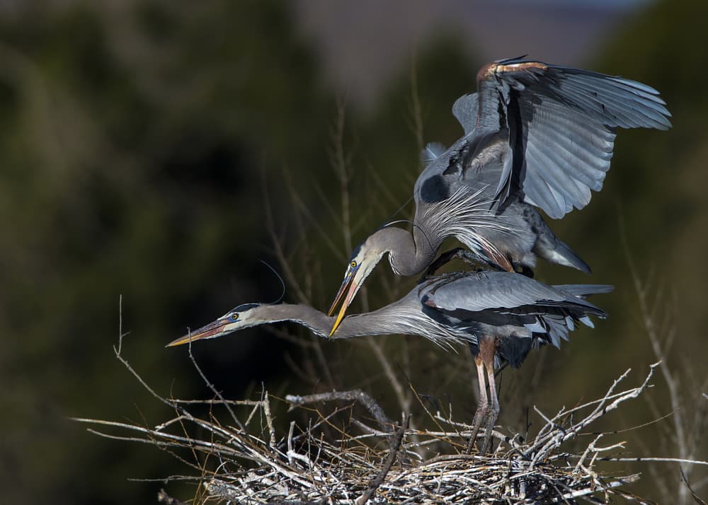 Blue Herons Mating by verdon — canvas wall art