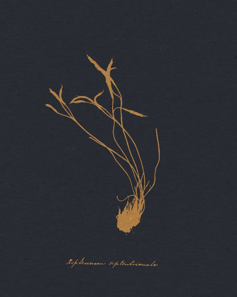 Golden Botanical Study by Wild Violets — canvas wall art