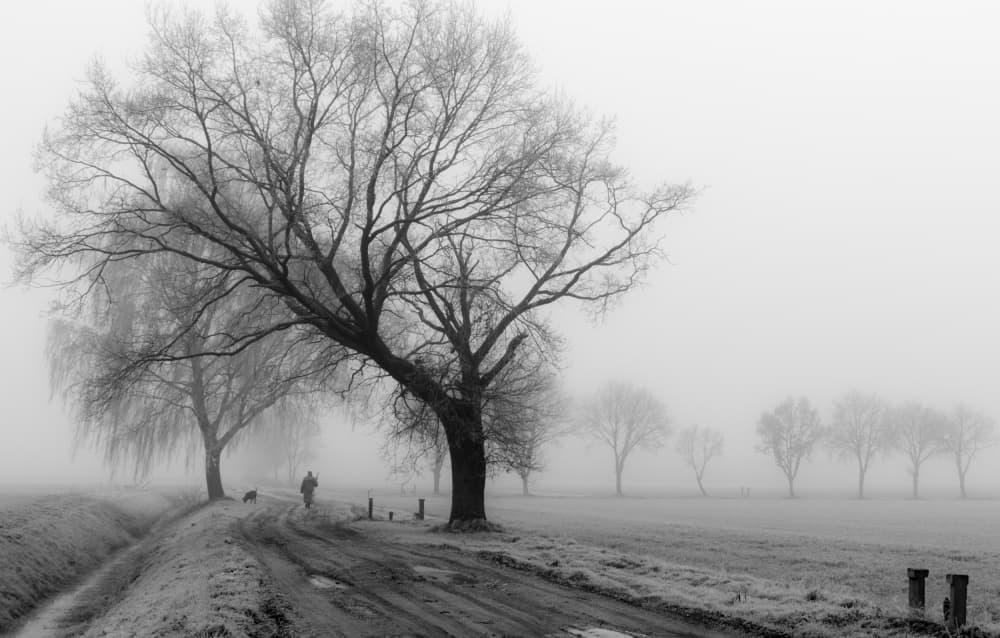 Misty Winter Walk by wiebe wilbers — canvas wall art