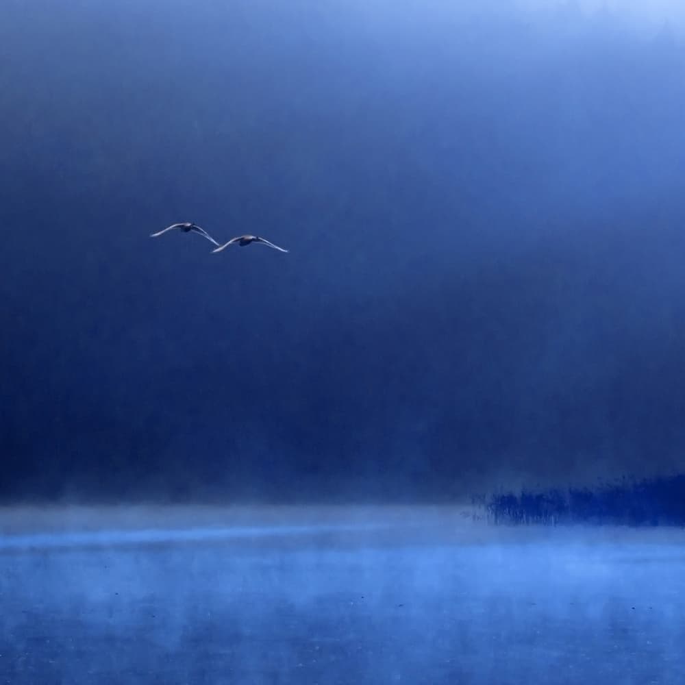 Flying Swans Misty Lake by Marcin Michalowski — canvas wall art