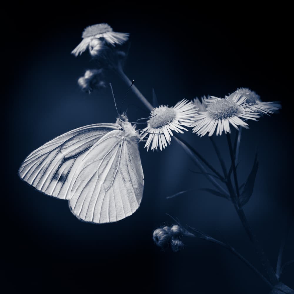 Delicate Blue Butterfly by 市岡弘光 — canvas wall art