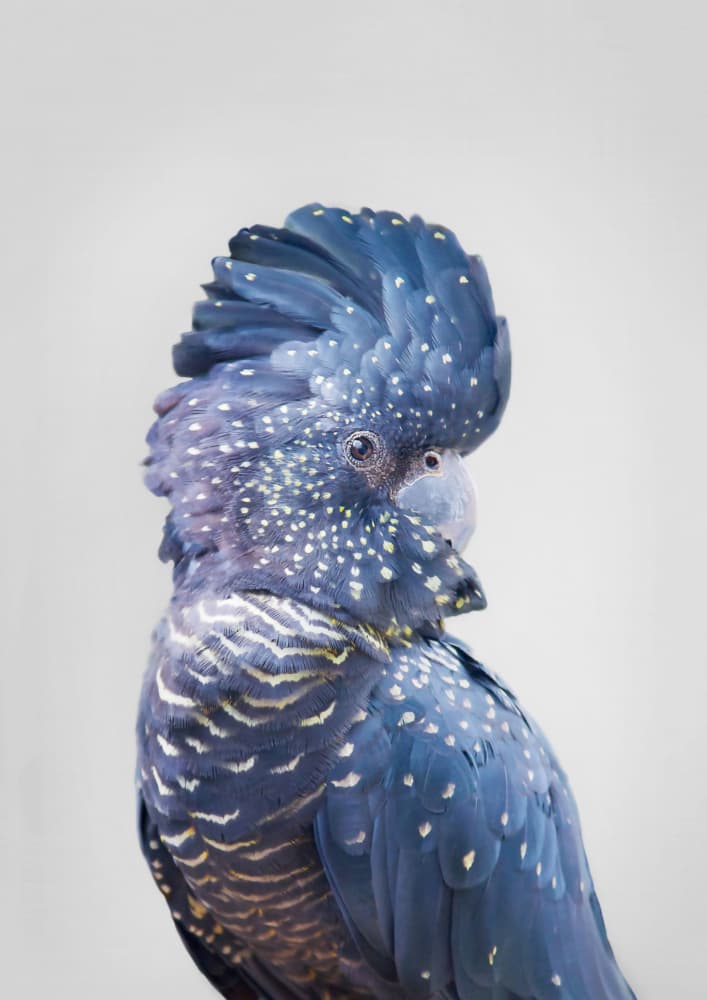 Black Cockatoo by Kathrin Pienaar — canvas wall art