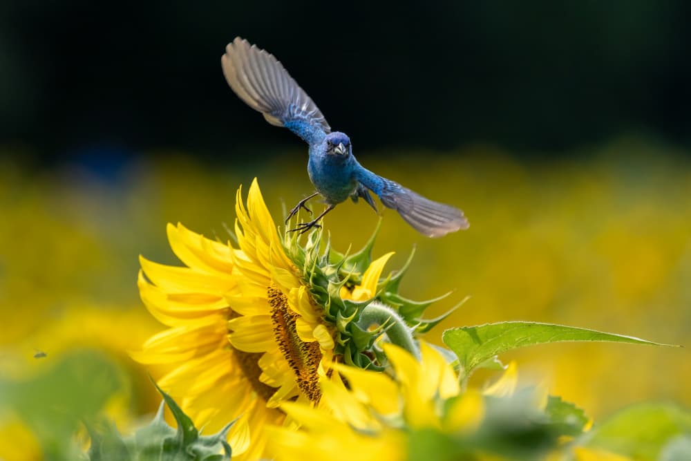 Blue Bird Sunflower Field by Steven Zhou — canvas wall art