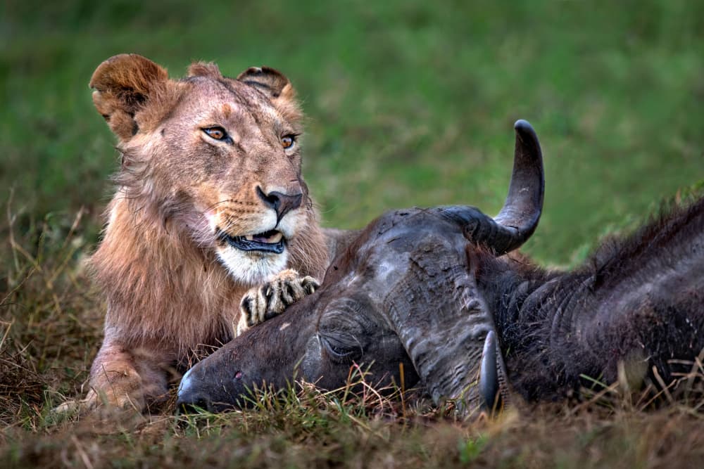 Lion Claims Its Prey by Xavier Ortega — canvas wall art