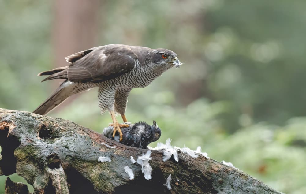 Wild Goshawk Feeding by Jan van der Linden — canvas wall art
