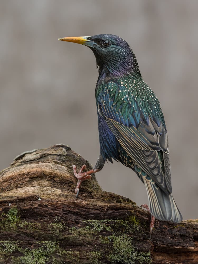 Iridescent Starling Perched by Patrick Dessureault — canvas wall art