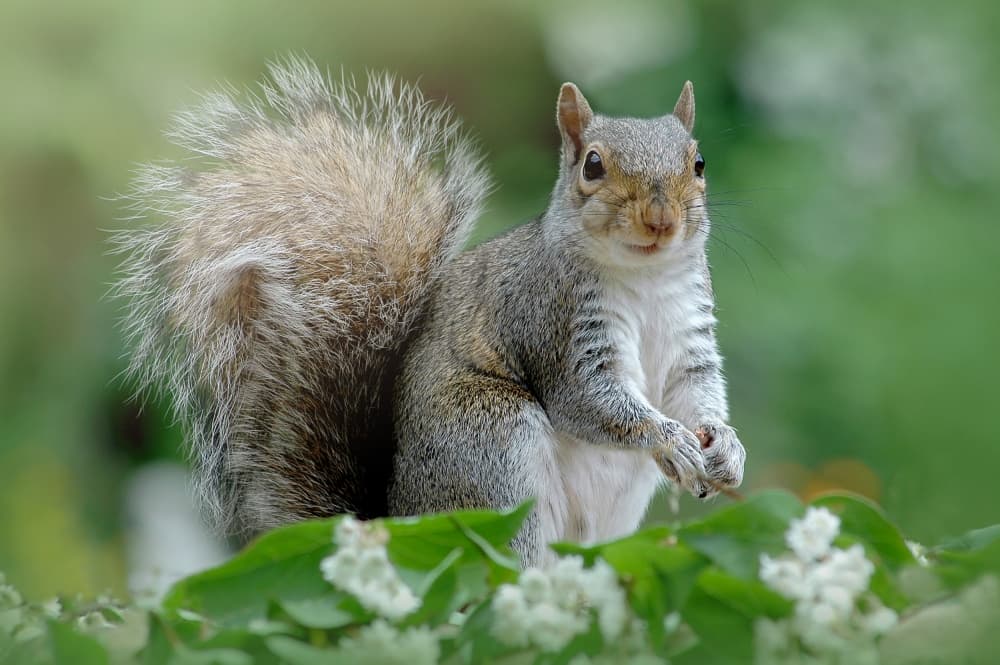 Curious Gray Squirrel by Jacky Parker — canvas wall art