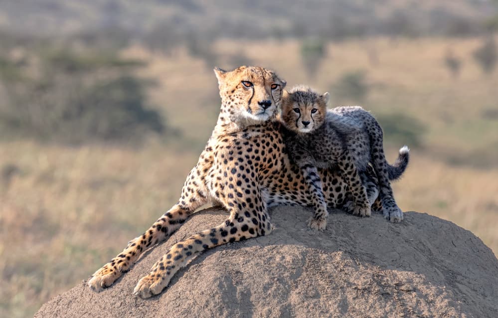 Mother Cheetah and Cub