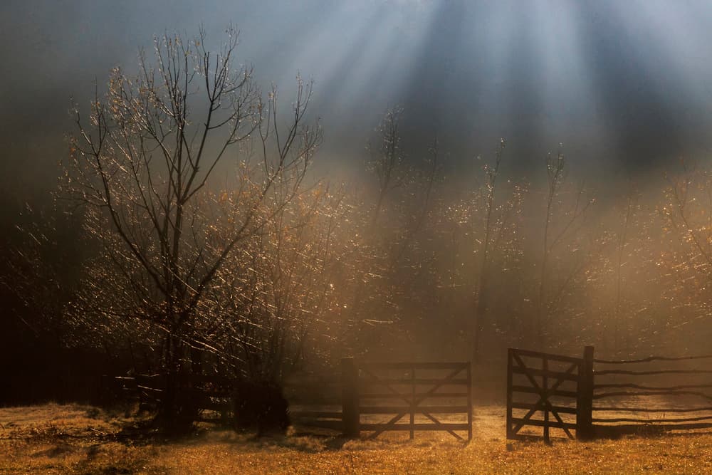 Golden Morning Foggy Gate by Sveduneac Dorin Lucian — canvas wall art