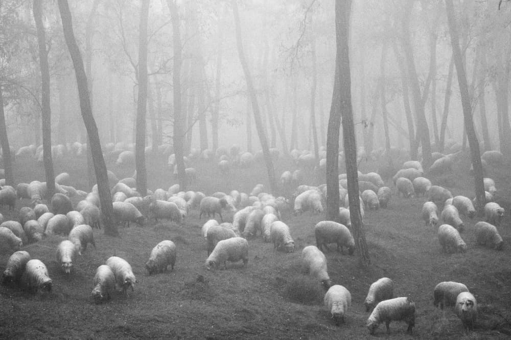 Sheep in Misty Forest by Marius Cinteza — canvas wall art