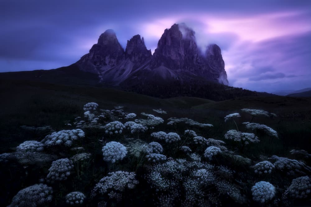 Twilight Alpine Blooms by Martin Morávek — canvas wall art