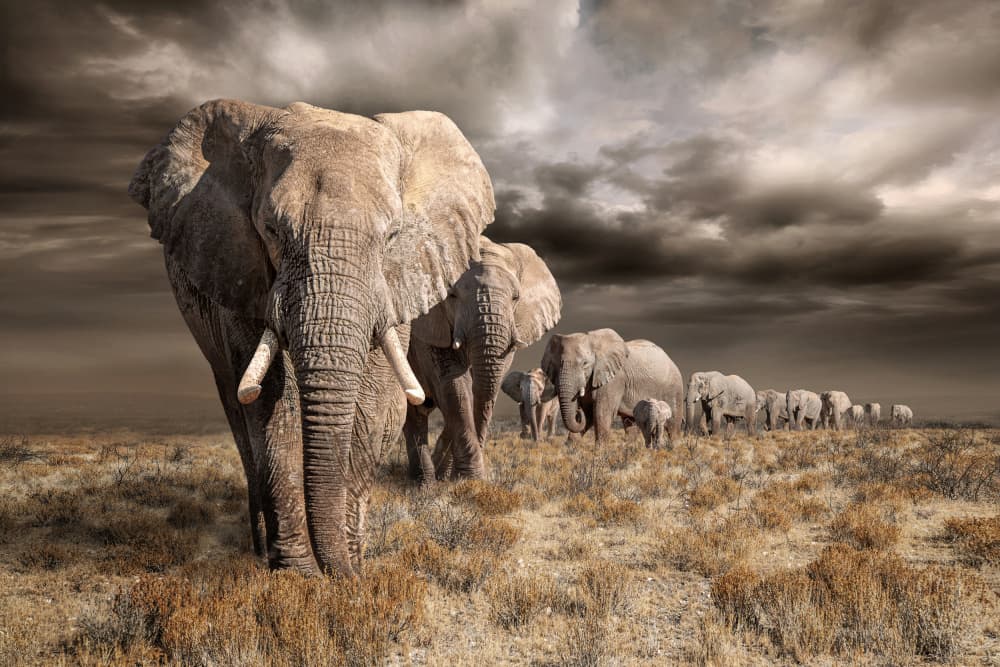 Dramatic Elephant Herd by Marcel Egger — canvas wall art