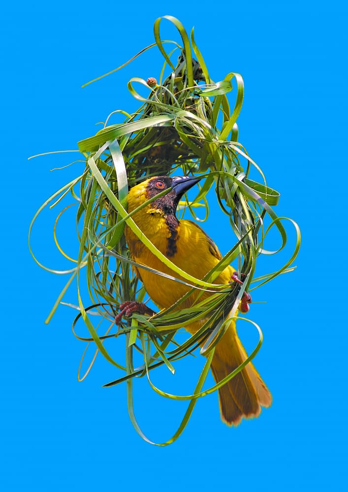 Yellow Weaver Building Nest by Carlo Kaminski — canvas wall art