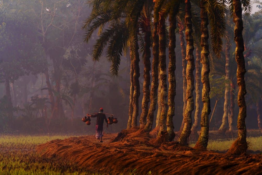 Man on Misty Palm Path by Md. Arifuzzaman — canvas wall art