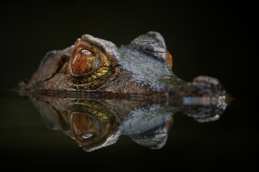 Watchful Caiman Reflection by Mathilde Guillemot — canvas wall art