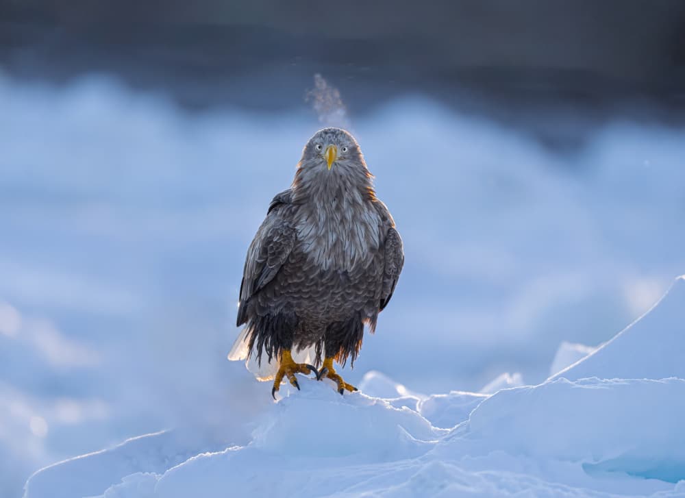 Winter Eagle Breath by Yuan Su — canvas wall art