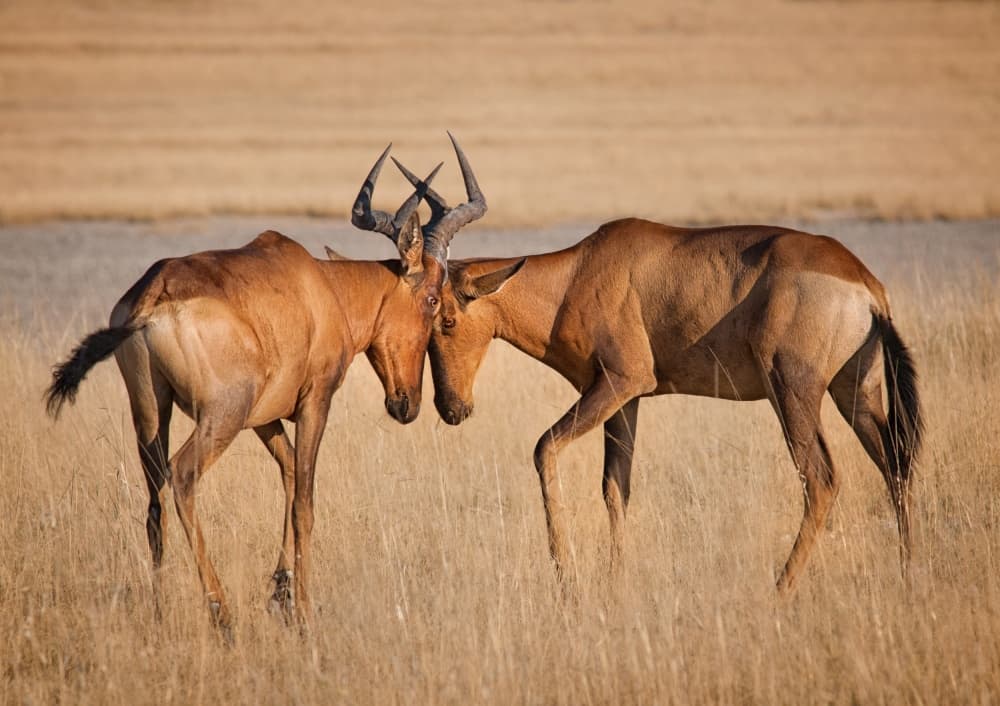 Hartebeest Lock Horns by Mathilde Guillemot — canvas wall art