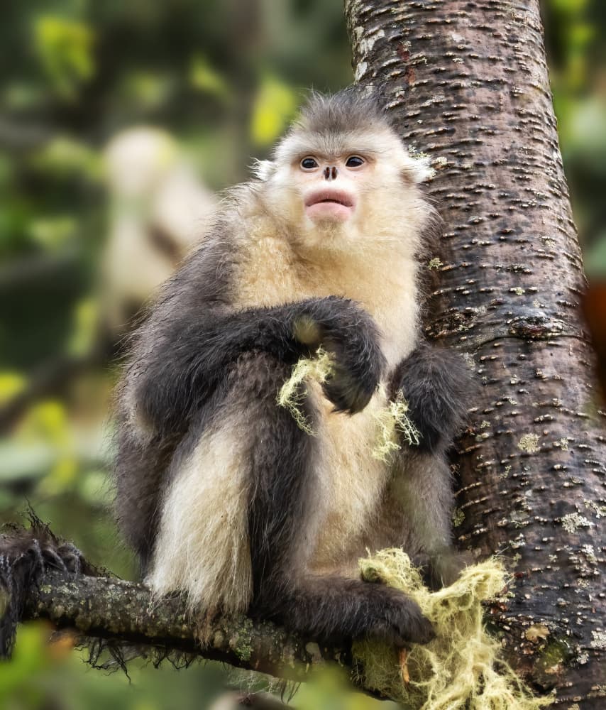 Curious Snub Nosed Monkey by Chong Q. Wu — canvas wall art