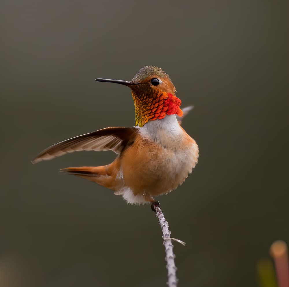 hummingbird by Johnson Huang — canvas wall art