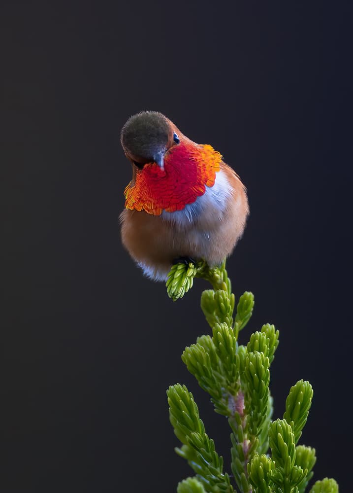 Fluffy Red Hummingbird by Johnson Huang — canvas wall art