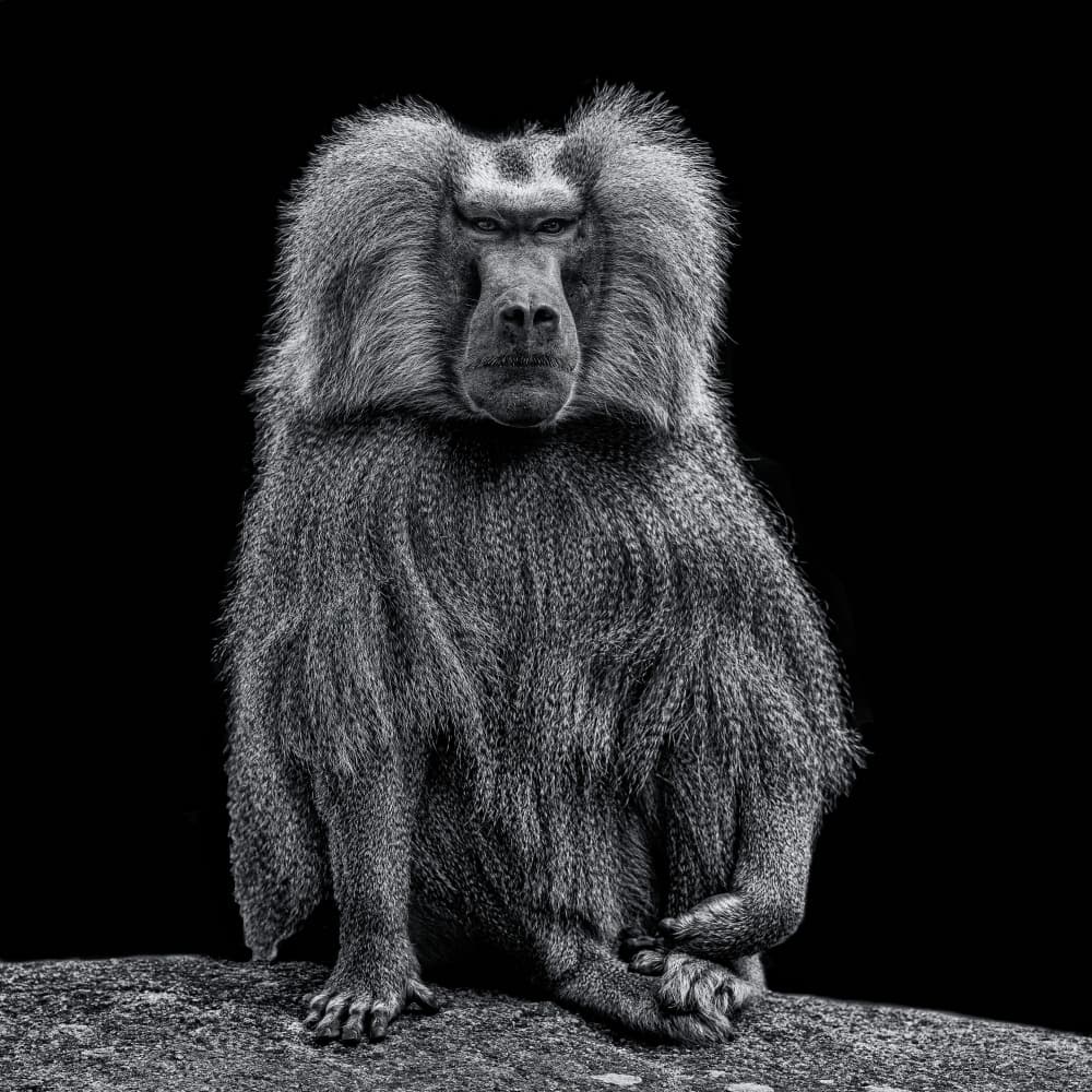 Intense Baboon Portrait by Georgios Tsikiridis — canvas wall art