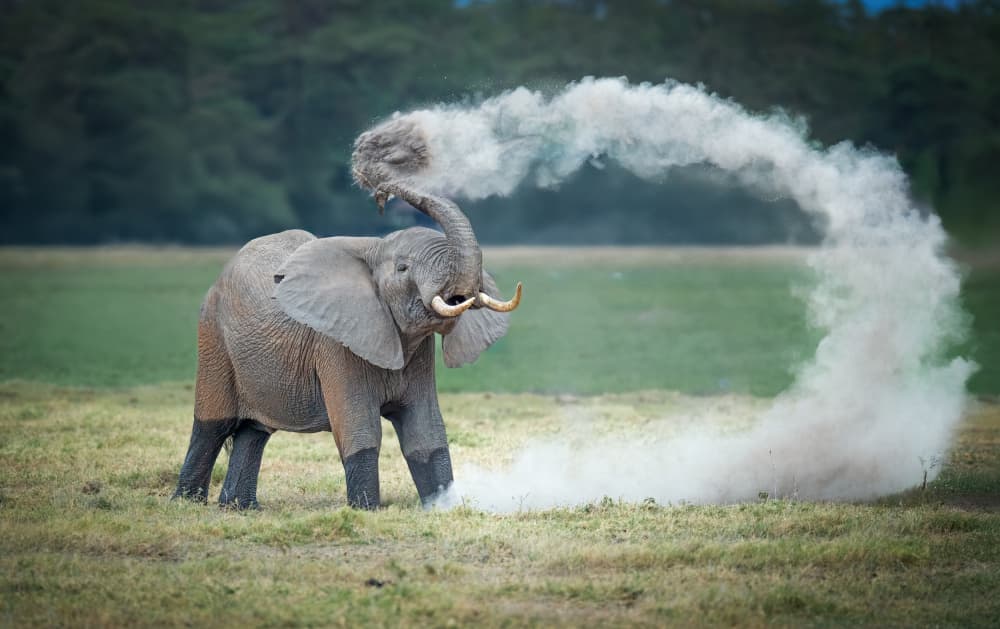 Elephant Dust Bath by Jeffrey C. Sink — canvas wall art