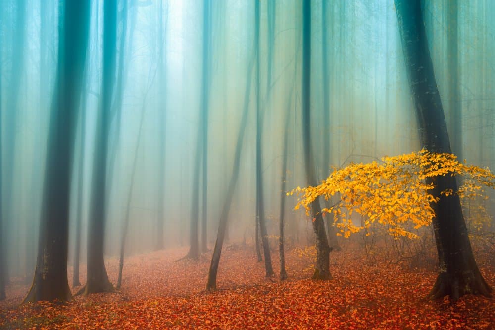 Misty Autumn Forest by Hamed Qane — canvas wall art