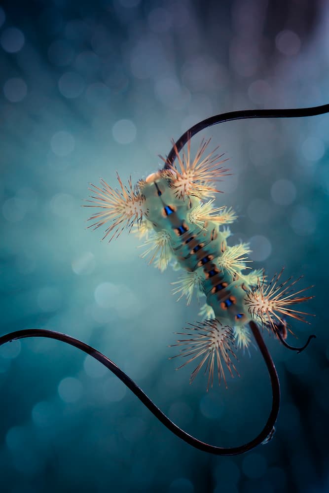Vibrant Blue Caterpillar by Abdul Gapur Dayak — canvas wall art
