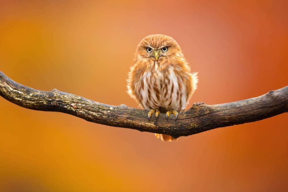 Fierce Little Owl by Milan Zygmunt — canvas wall art