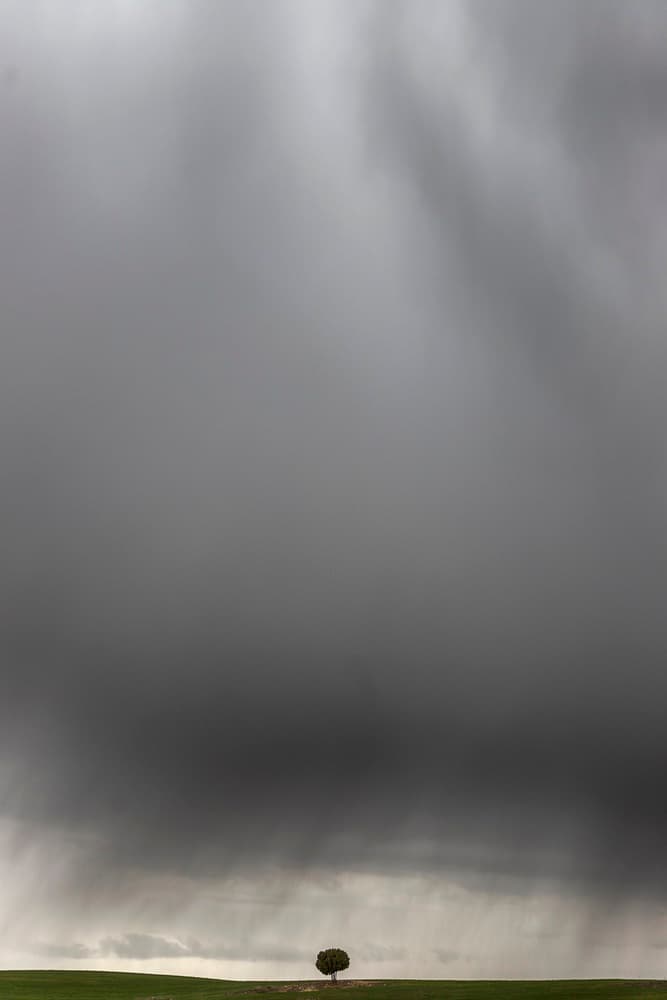 Lone Tree Storm Sky by TONY GORAN — canvas wall art
