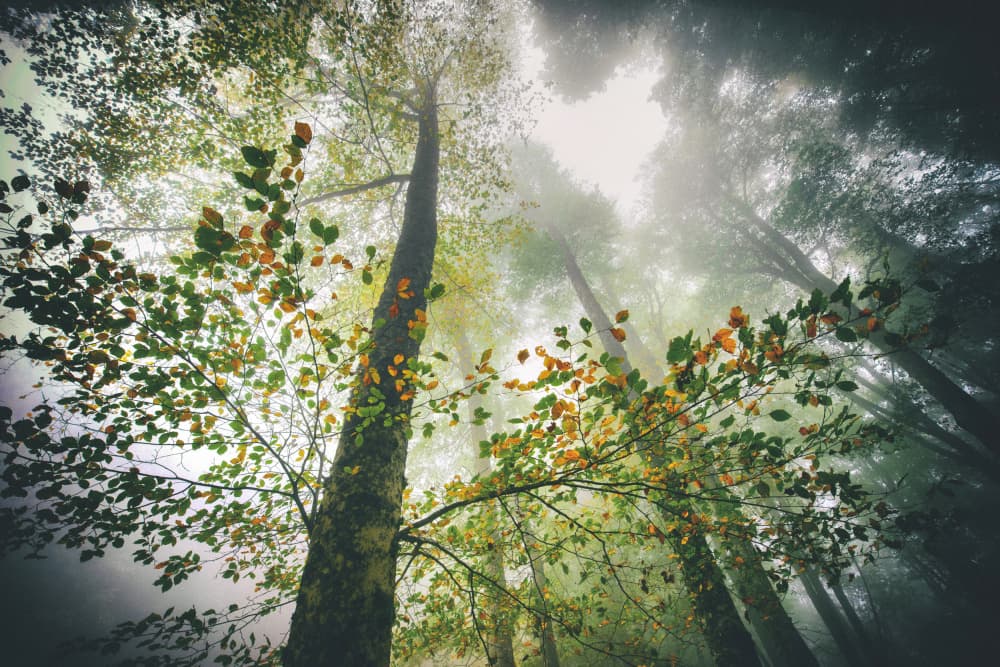 Misty Autumn Forest by Nicola Figliuolo — canvas wall art