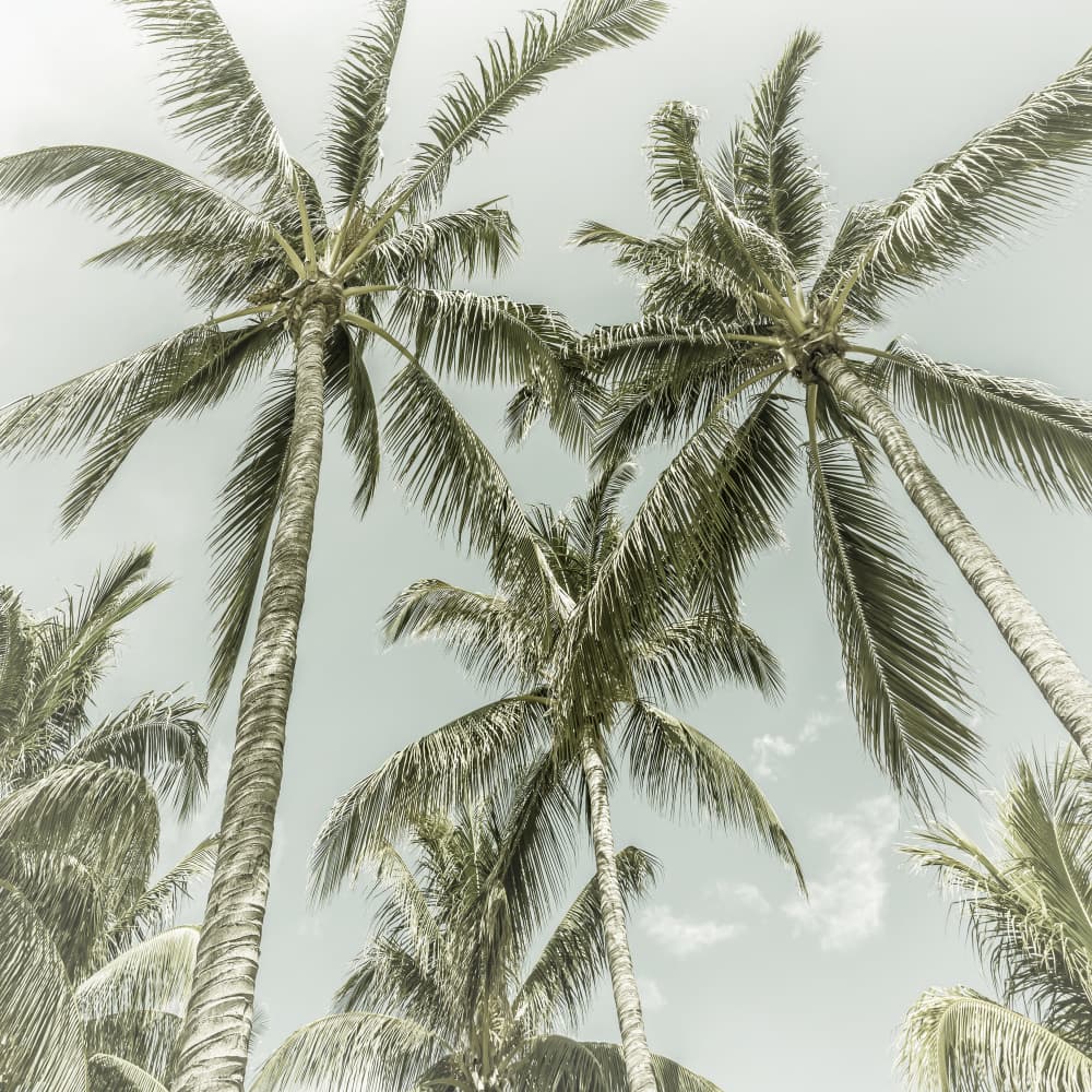 Retro Tropical Palms by Melanie Viola — canvas wall art