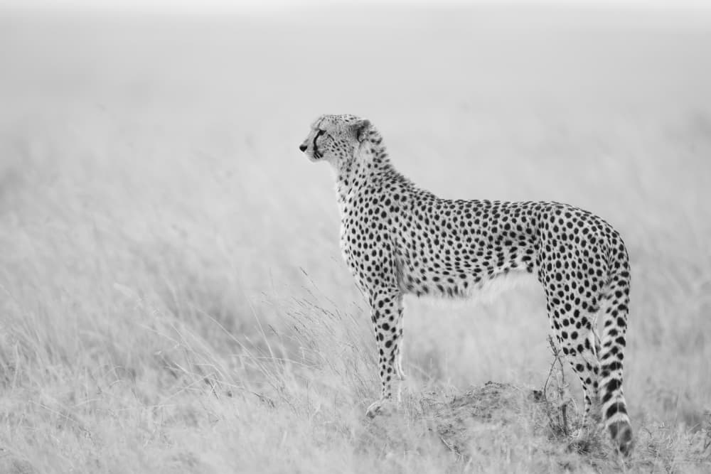 Majestic Cheetah Watch by Rajat Dhesi — canvas wall art