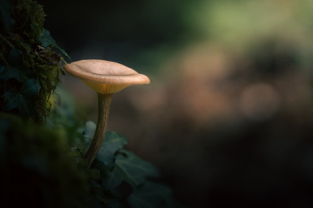 Forest Mushroom Light by Marco Antonio Cobo — canvas wall art