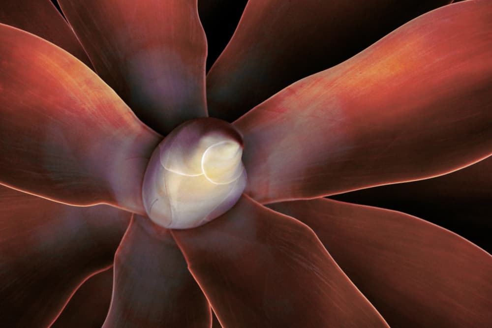 Lush Succulent Rosette by Robin Wechsler — canvas wall art