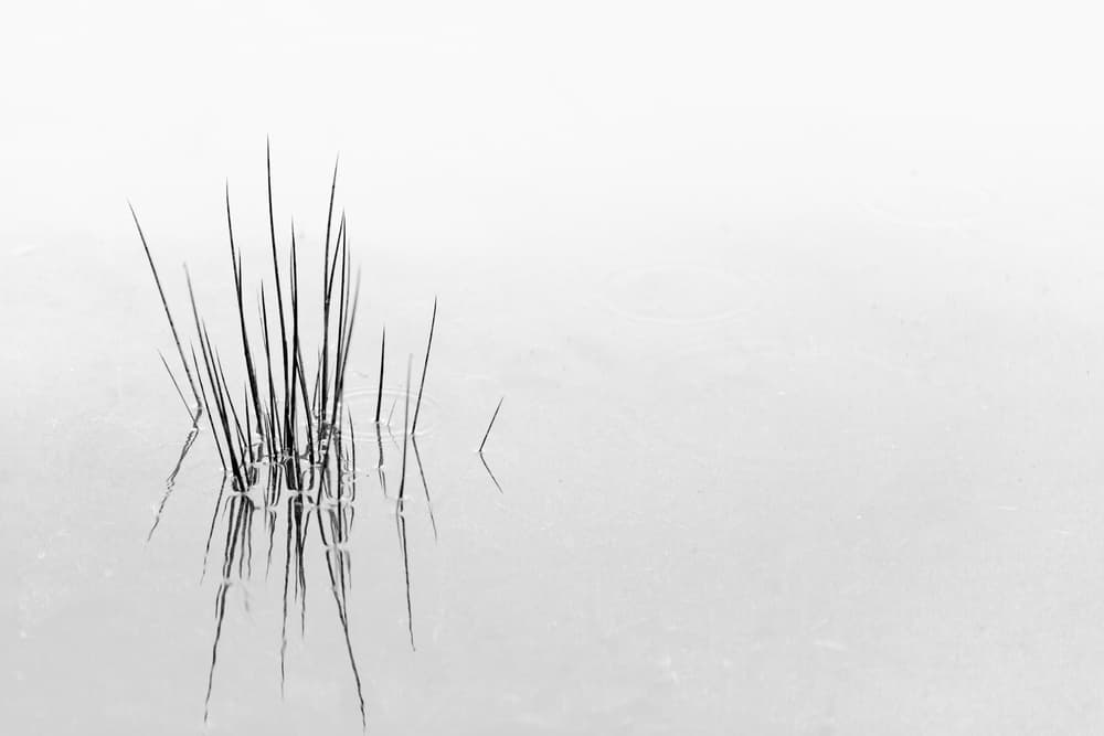 Graceful Water Reeds by Olavo Azevedo — canvas wall art