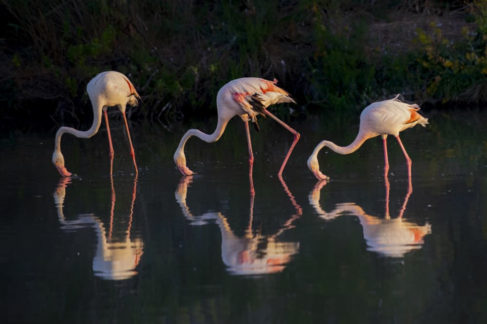Three Flamingos Reflecting by Jure Kravanja — canvas wall art
