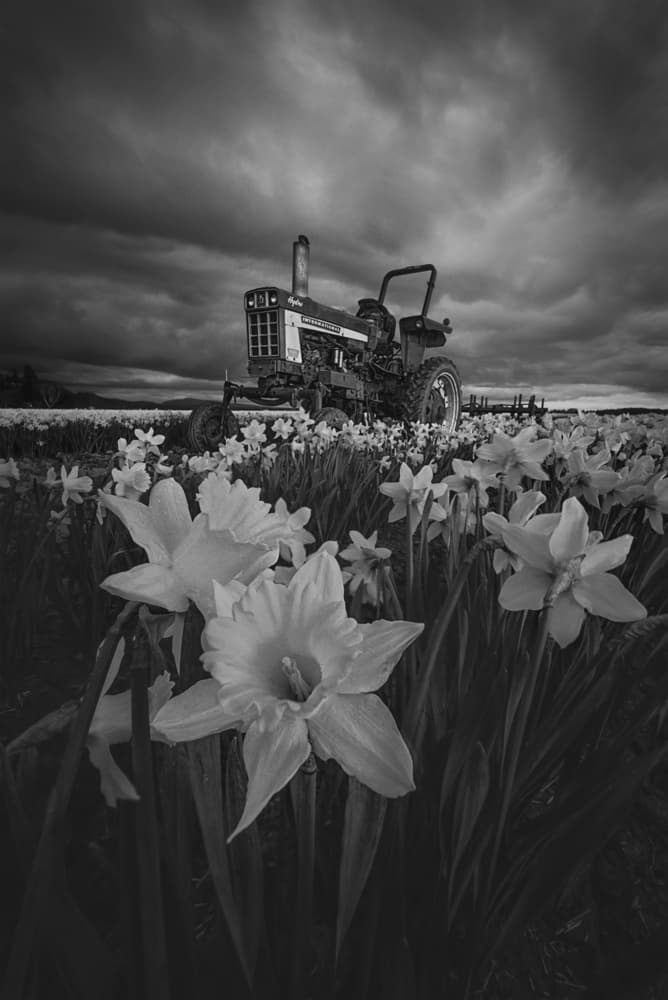 Dramatic Tractor Daffodils by Lydia Jacobs — canvas wall art