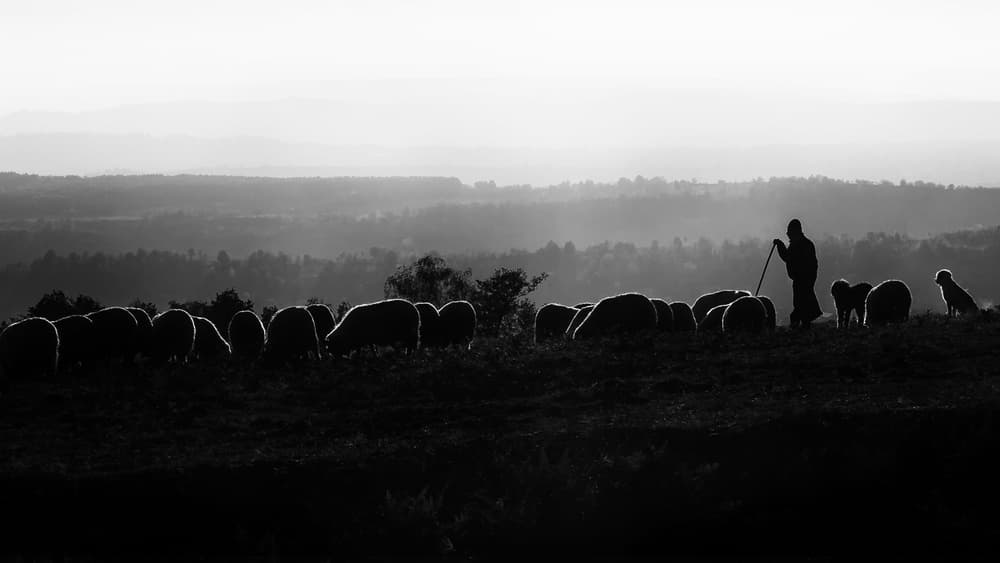 Silhouetted Shepherd And Sheep by Marius Cinteza — canvas wall art