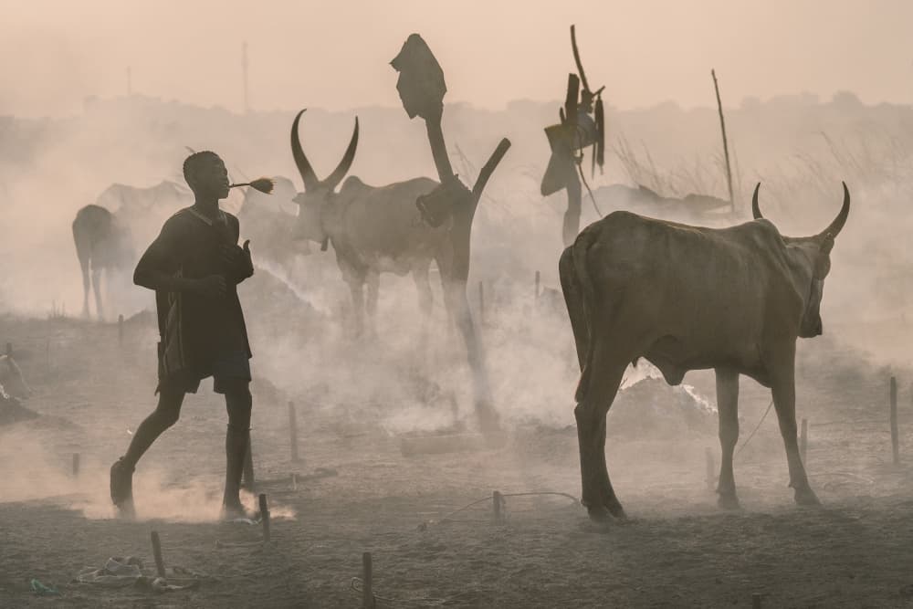 Boy Among Dusty Cattle by Trevor Cole — canvas wall art