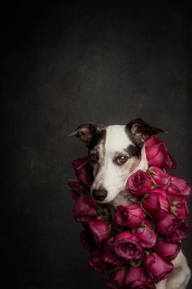 Elegant Dog Rose Portrait by Heike Willers — canvas wall art