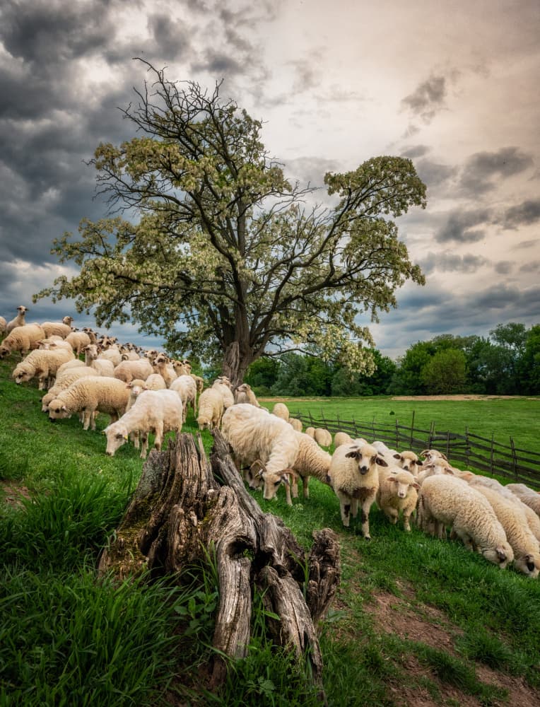 Hillside Sheep and Flowering Tree by Joško Šimic — canvas wall art