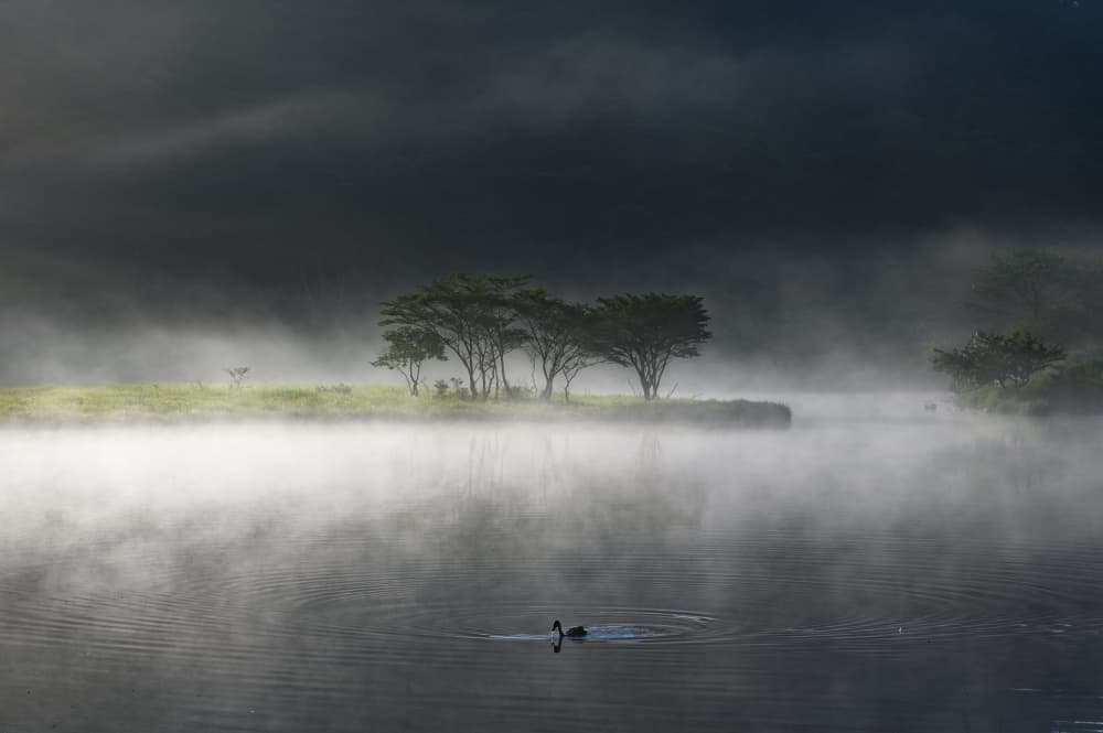Misty Morning Lake Bird by K_Tsunoda — canvas wall art