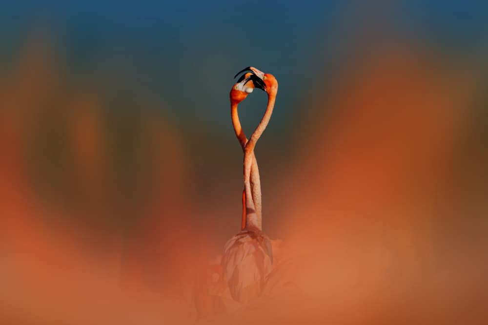 Flamingos In Love by Rob Li — canvas wall art