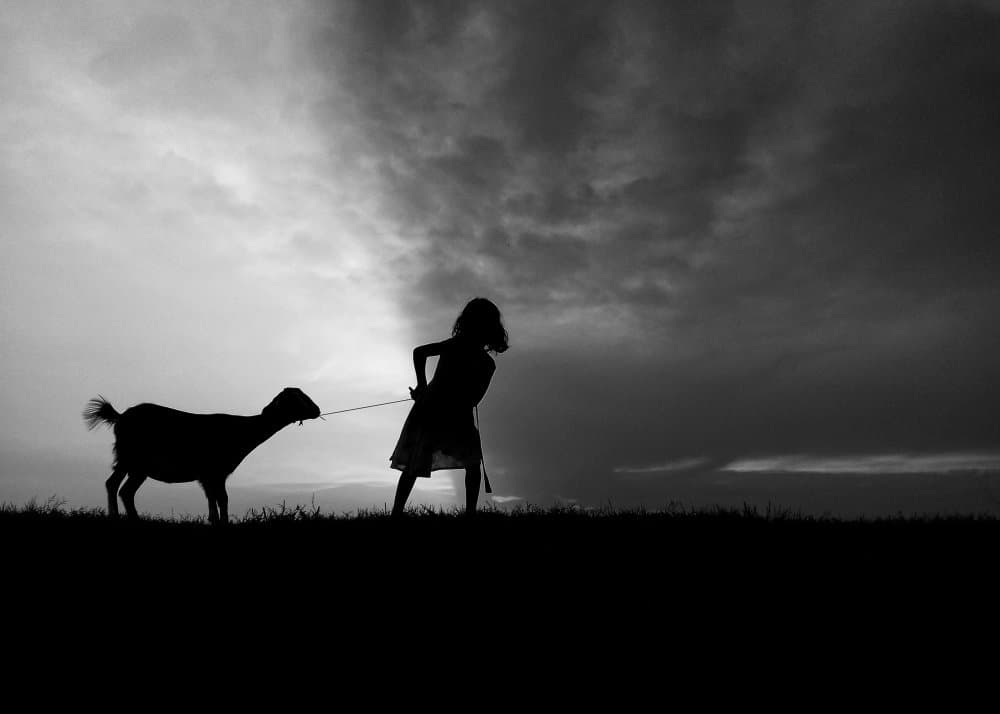Girl Pulling Goat by Farhan Labib — canvas wall art