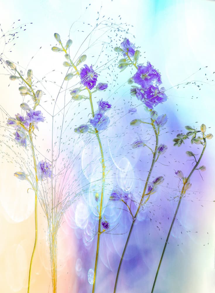 Dreamy Purple Flowers