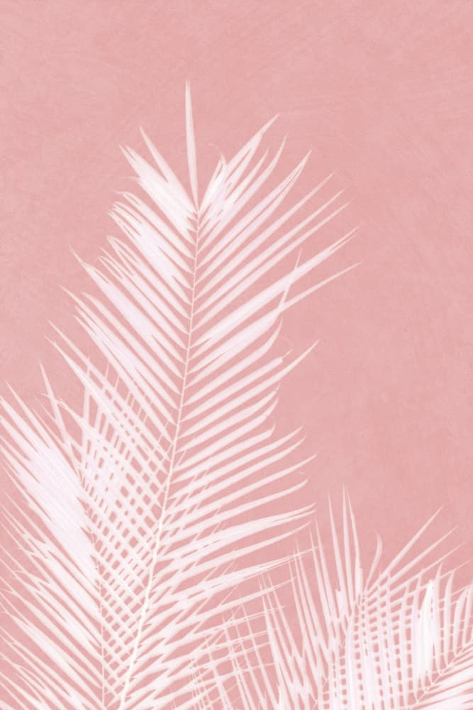 Soft Pink Palm Shadows by amini54 — canvas wall art